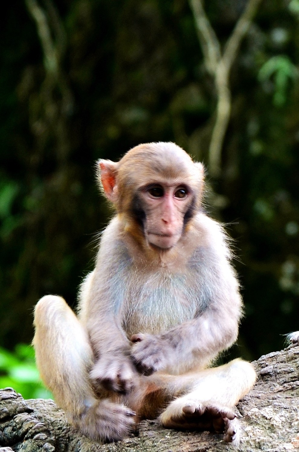 【广西龙虎山的猴子(八)】_宠物当家论坛图片