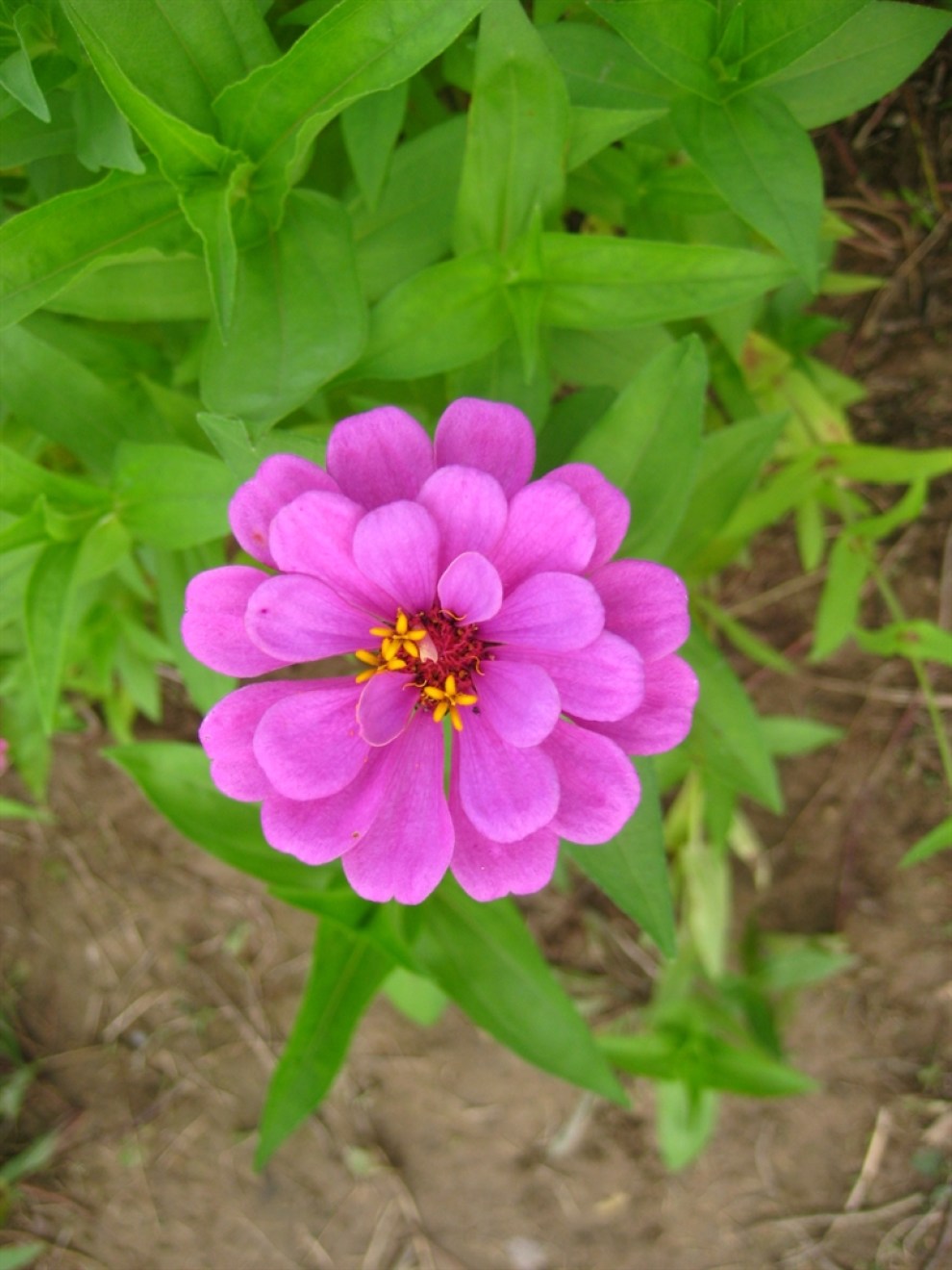 百日菊