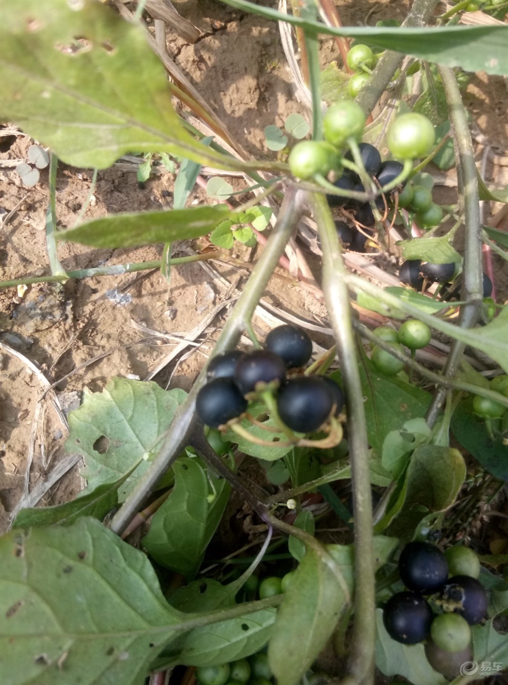 【野茄子】_安徽社区图片集锦_汽车论坛-易车网