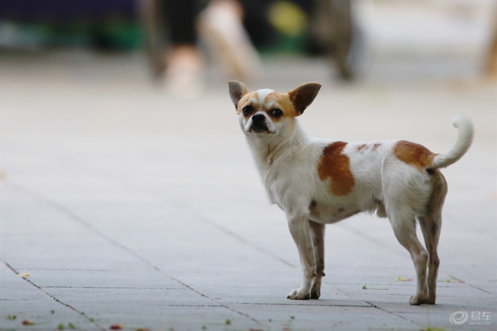 【串串狗】_宠物当家社区图片集锦_汽车论坛-易车网