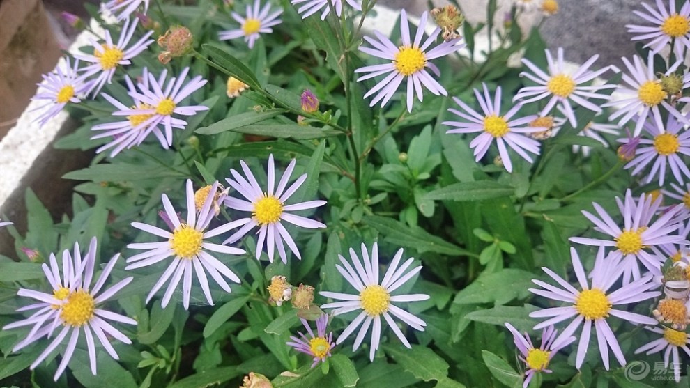 【马兰头 开花了】_安徽社区图片集锦