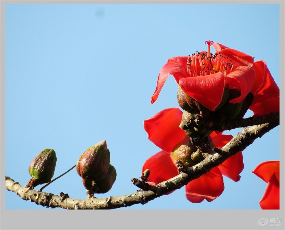 【火红的攀枝花】_云南论坛图片集锦