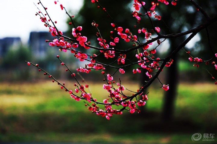 【踏青三月好时光,陕西第三季三月成语接龙开