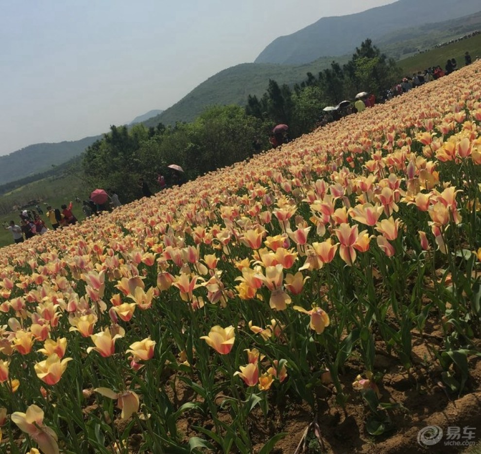 巢湖三瓜公社郁金香花展