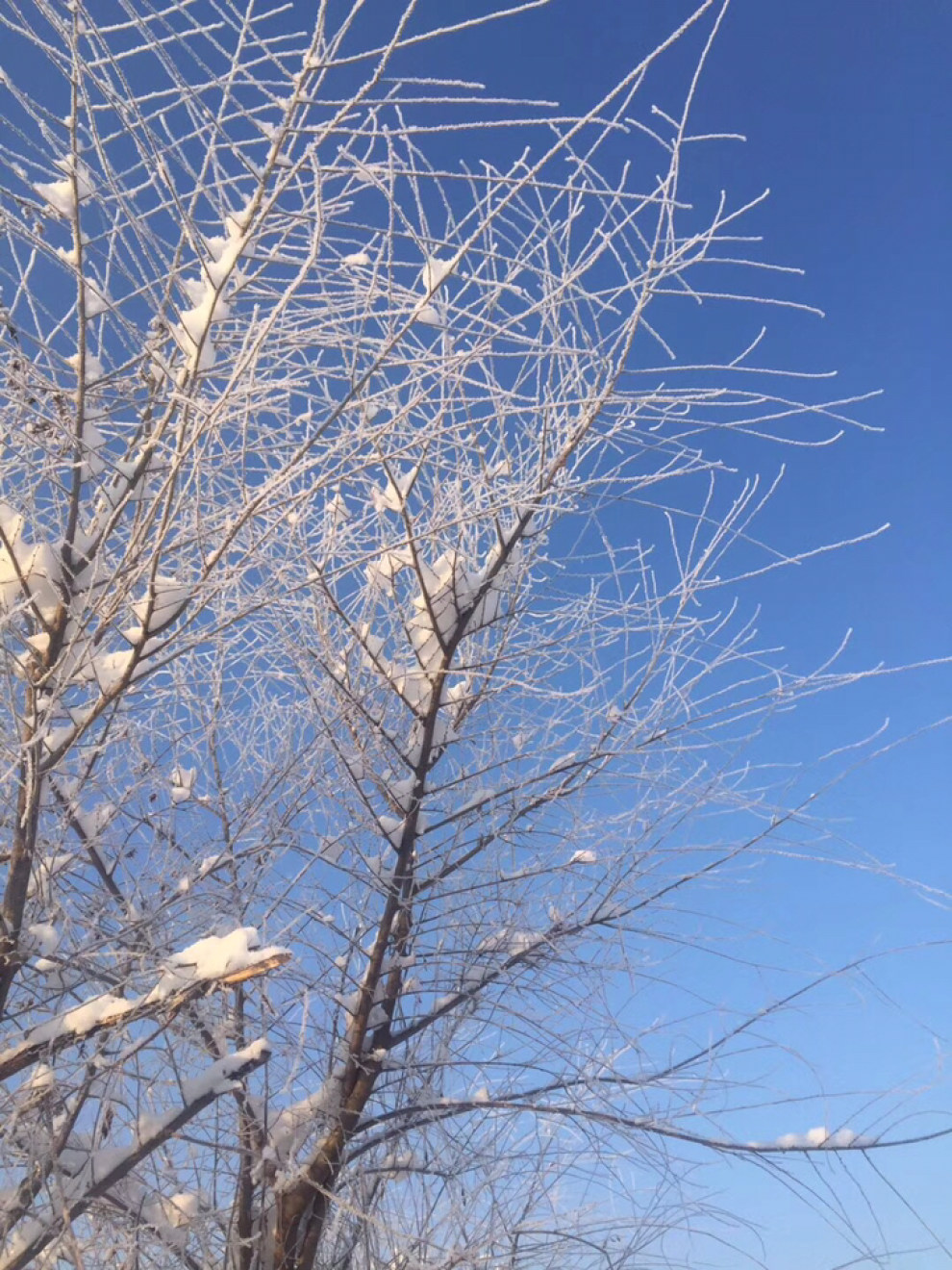 【如约而至的一场大雪!小白受了伤!求版主心疼