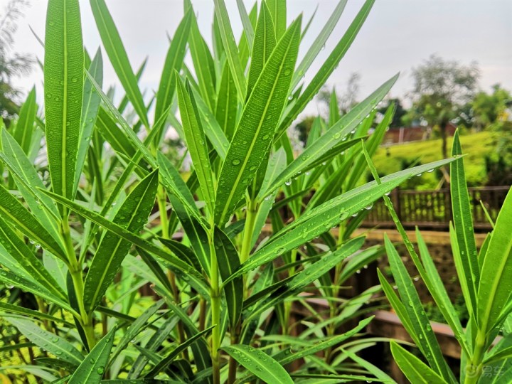 路边的水杨柳因下雨的原因叶片上粘满了水珠