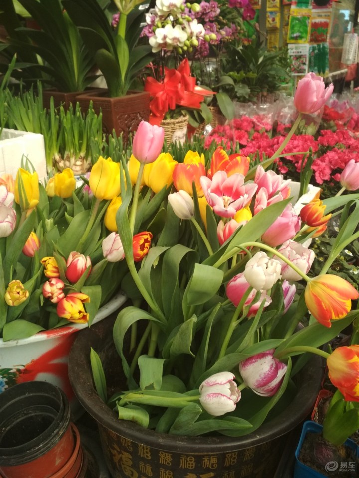 新的一年#春节花卉市场买花