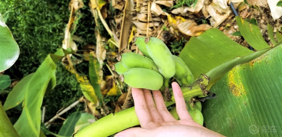 带上小三去芭蕉海,享受大自然的回馈