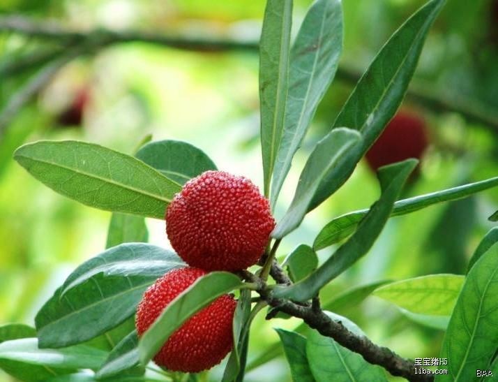 【苏州西山采杨梅二日自驾休闲游游程】_cros