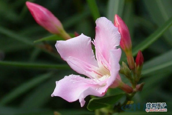 【11种不适合养在办公室的花】_凯美瑞论坛图片集锦_汽车论坛-易车网