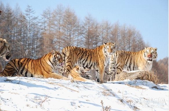 【世界上最大的东北虎野生自然园林 虎林园】