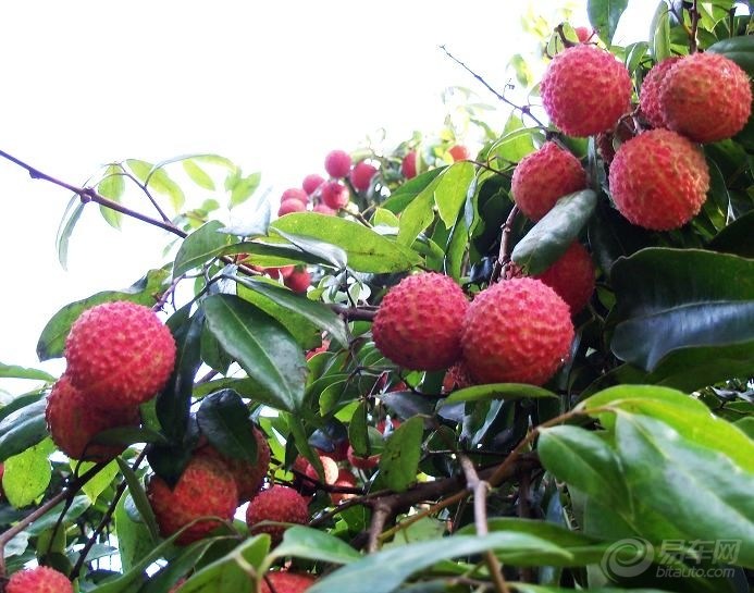 【珍品荔枝菌~发几张摘荔枝和野果图给大家谗