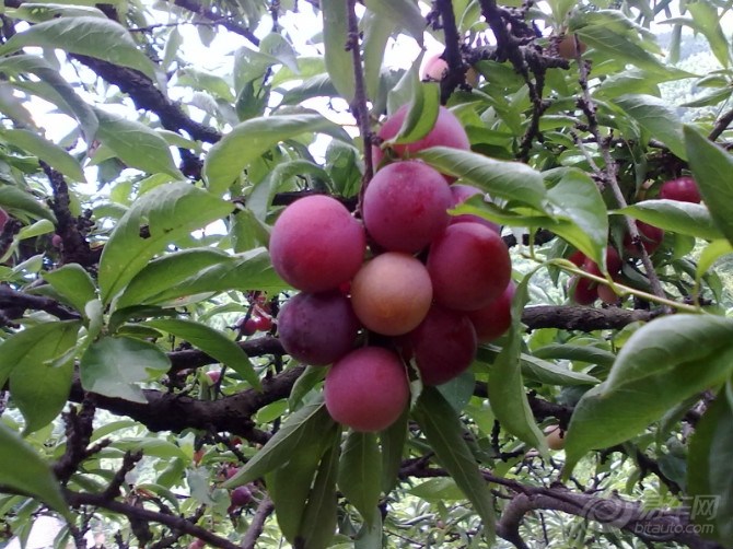 【李子成熟的季节和樱桃收获的时候】_宝来论