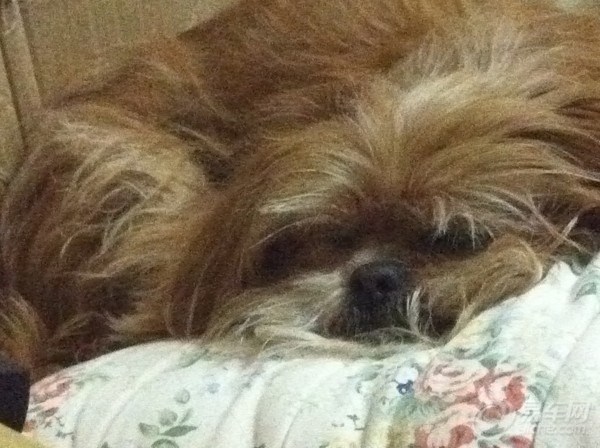 【【宠物当家】你是我的宝】_凯越论坛