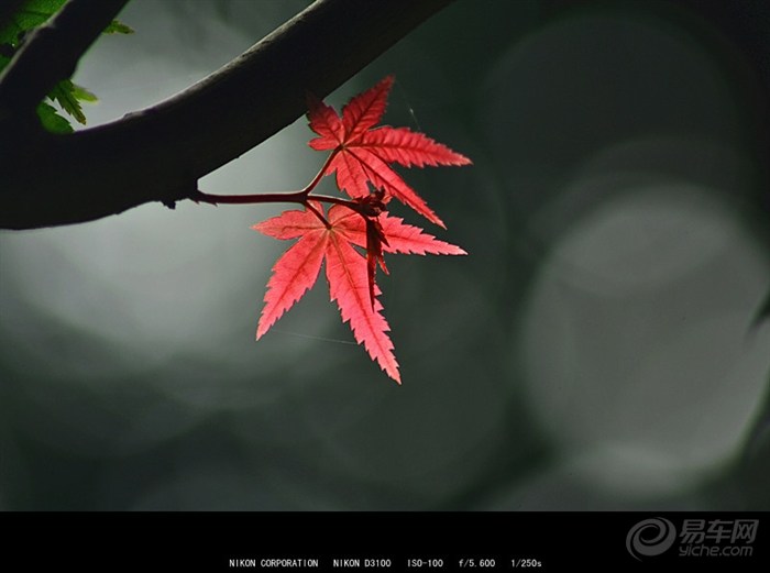 【【CD】槭树红枫!】_摄影论坛图片集锦