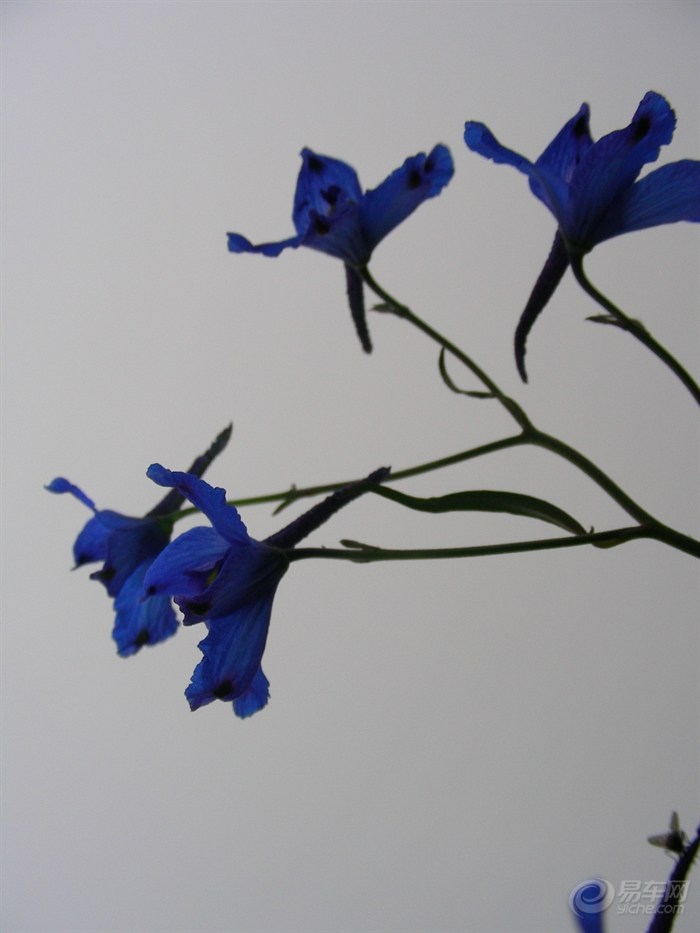 【7月20号3加1重上海坨扎营。】_冲浪手户外