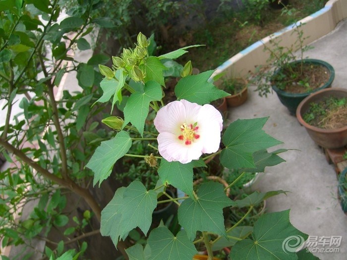 20120808_29d861b9-c564-475e-99f4-7d4a60f6e71e_700_0_max_jpg.jpg