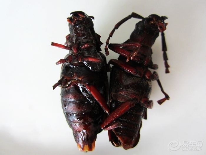 【【今天晚上吃什么】炸山水牛】_美食之旅