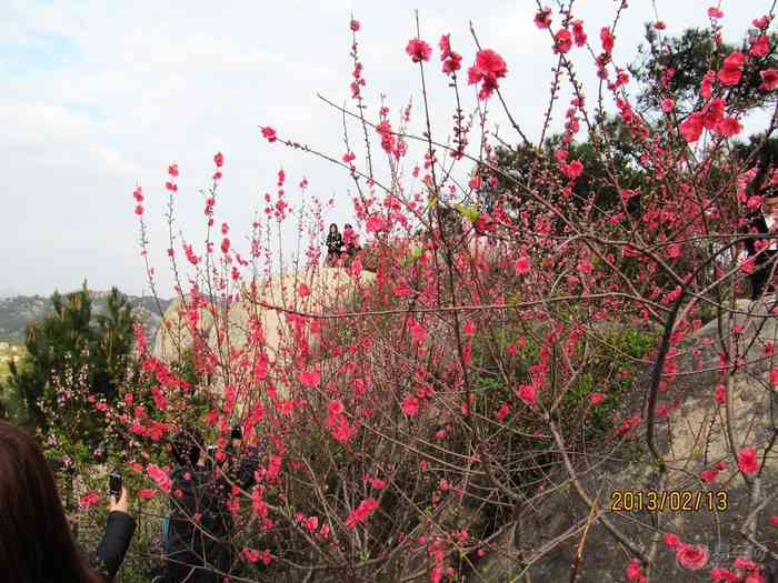 大年初四汕头达濠巨峰寺赏桃花