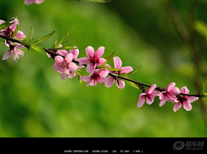 20130311_6f78cd86-2f1e-444a-a805-d8fb8da7e001_700_0_max_jpg.jpg