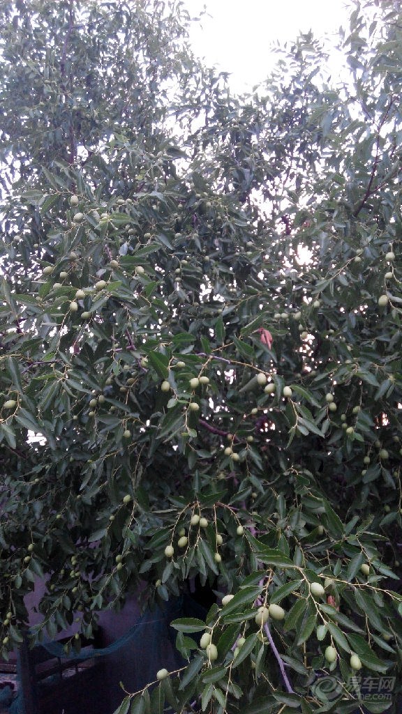 【【首发原创】青枣】_山东车友会