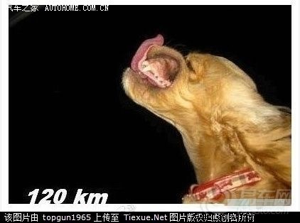 【飙车的时候考虑过狗狗的感受吗?】_风云2论