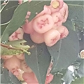 比老鹰飞得高