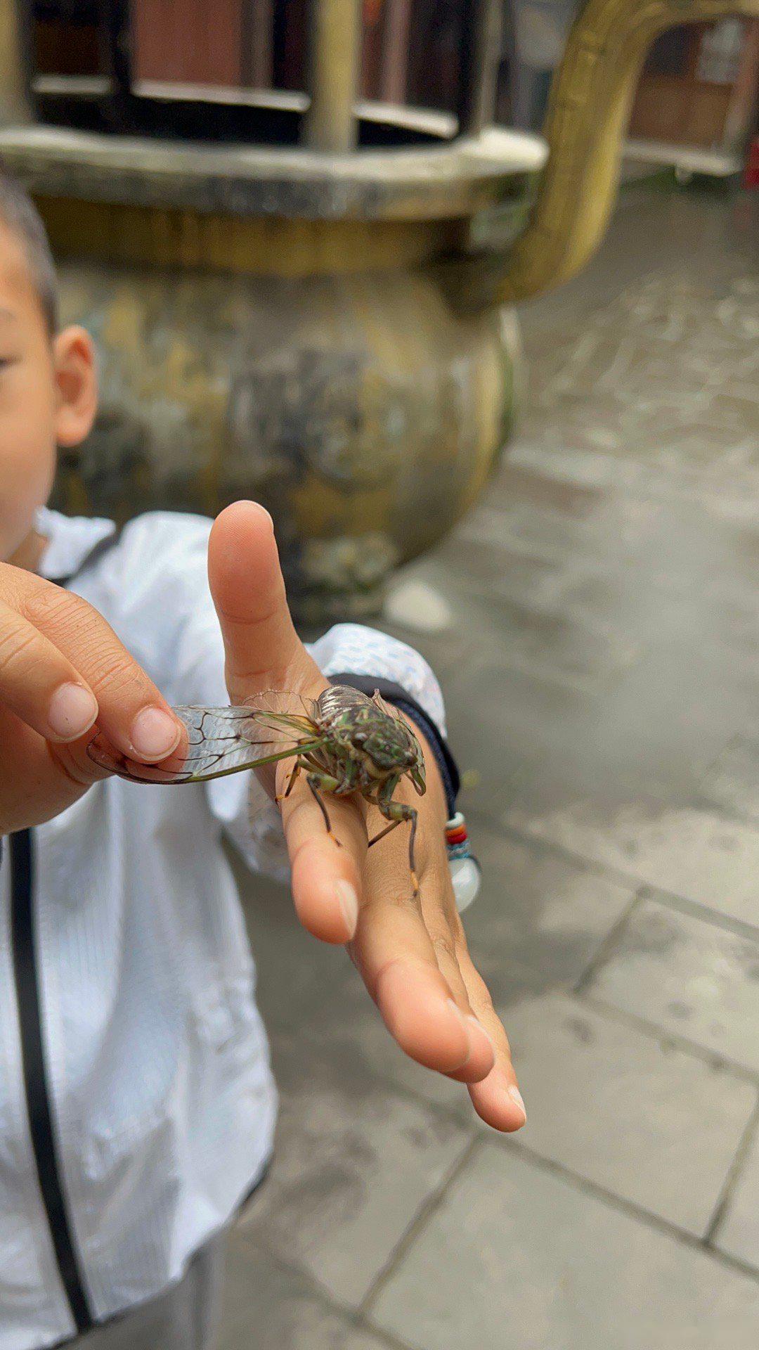 活的知了猴,下一秒被小猫抢走吃了,场面太惨烈就不放出来了