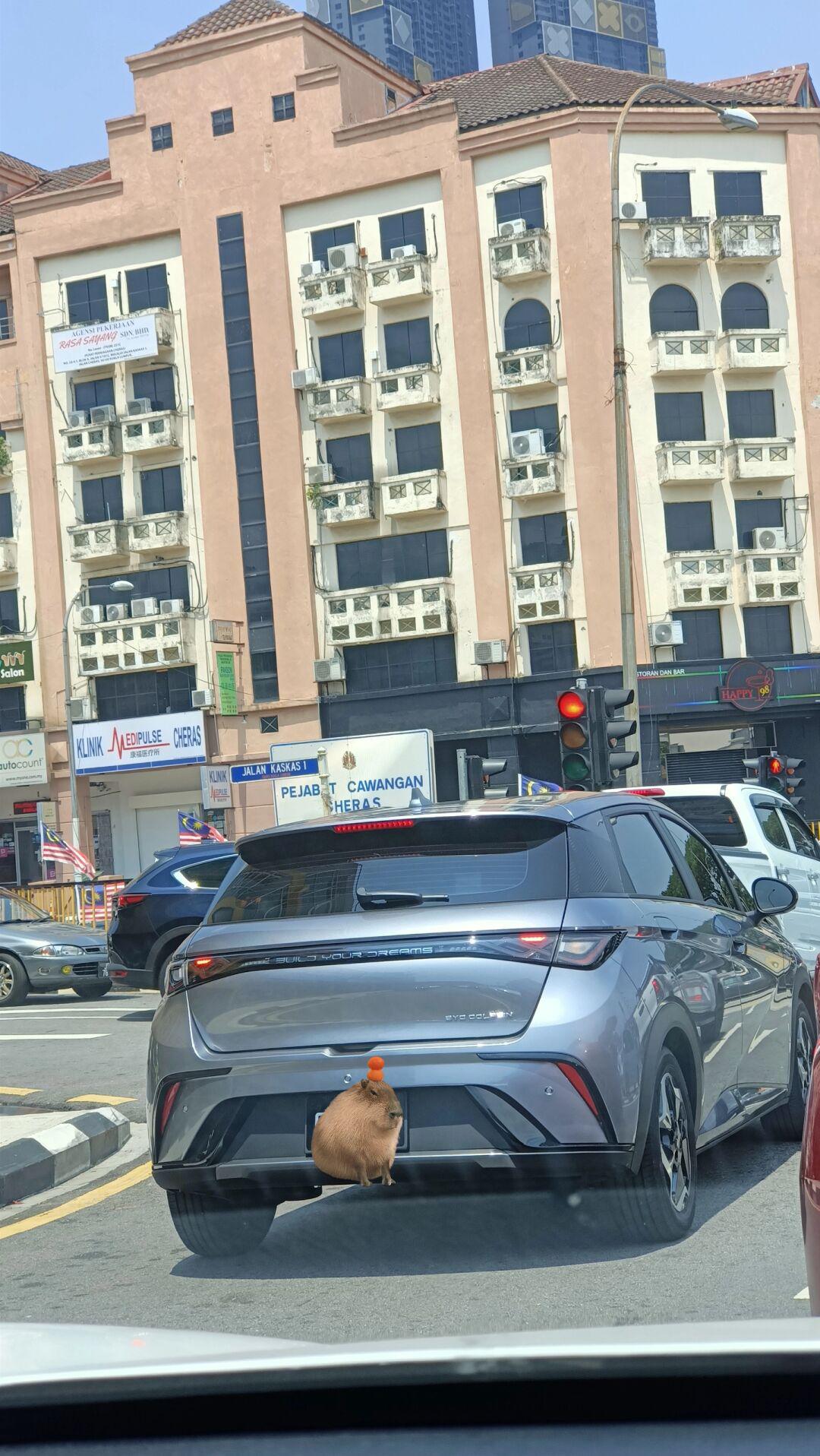 9890比亚迪海豚 byd dolphin