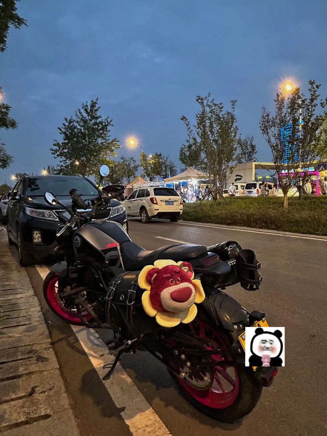 西安市出贝纳利幼狮250女王粉