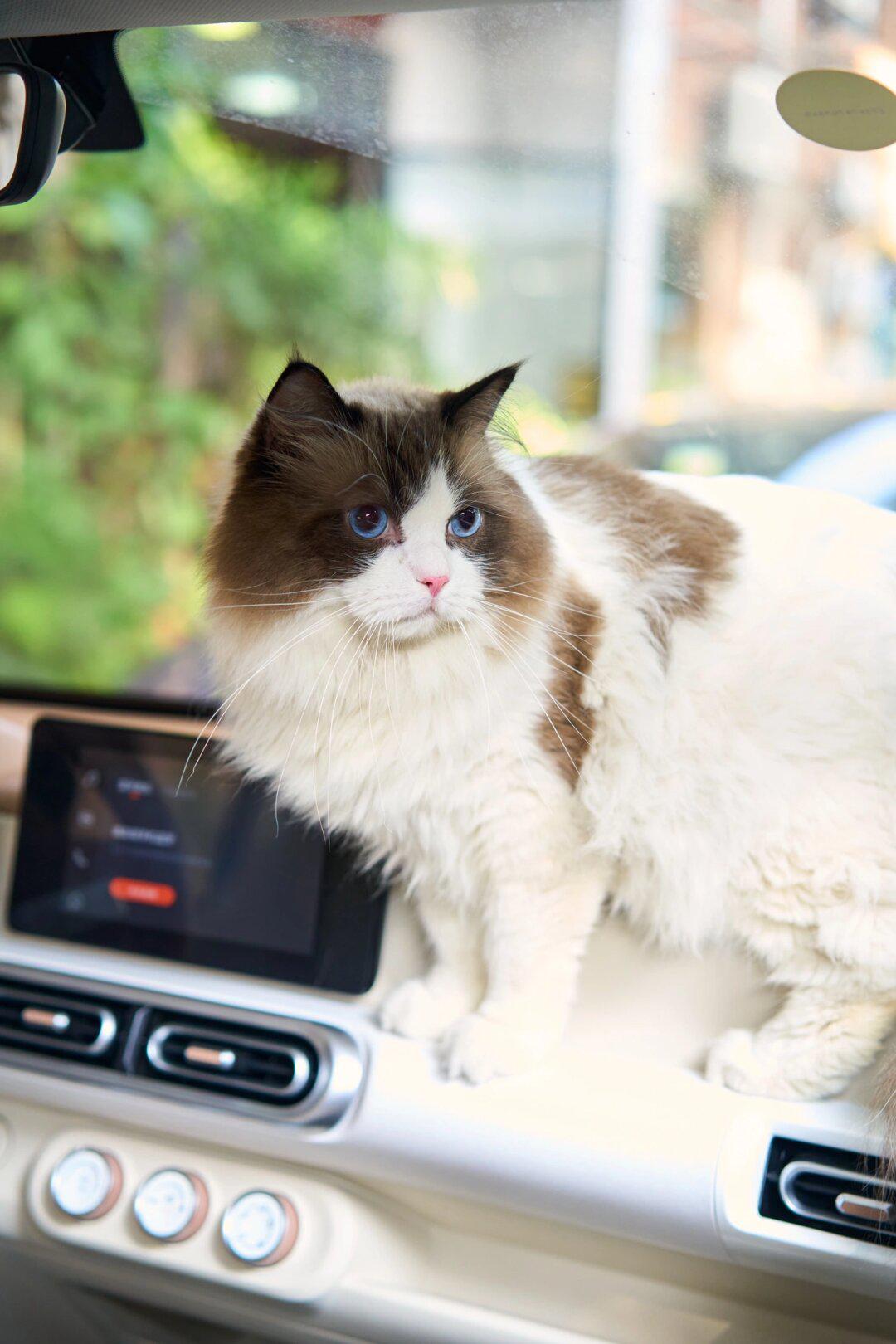 当前位置:>易车>社区>五菱宏光miniev社区>奶油绿的五菱迷你太可爱