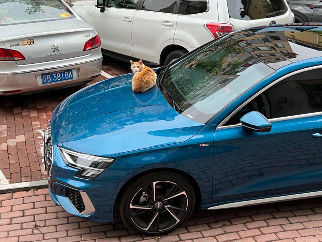 奥迪a3环礁蓝集合啦!