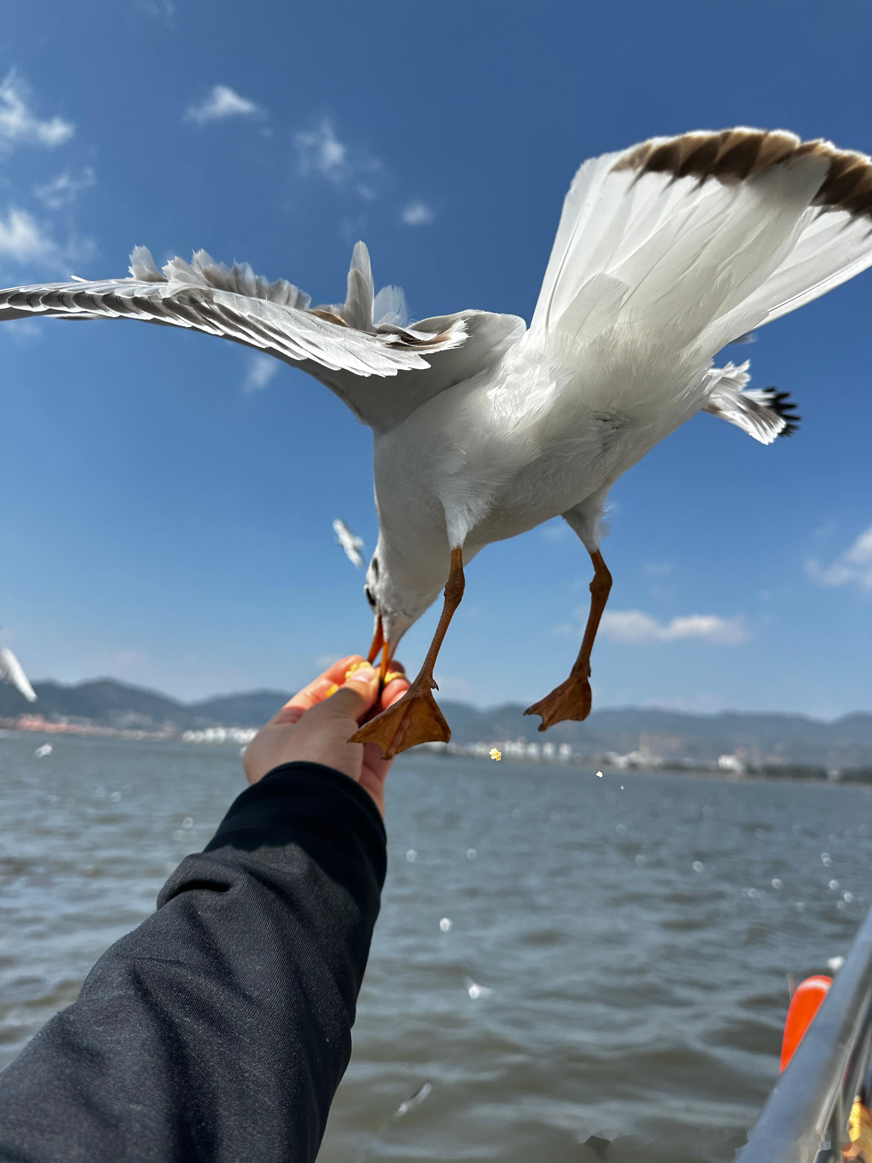 塘沽喂海鸥图片