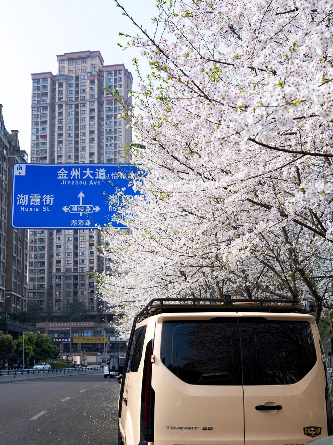 朋友圈都在传樱花树下的显眼包,是我的车_全顺社区_易车社区