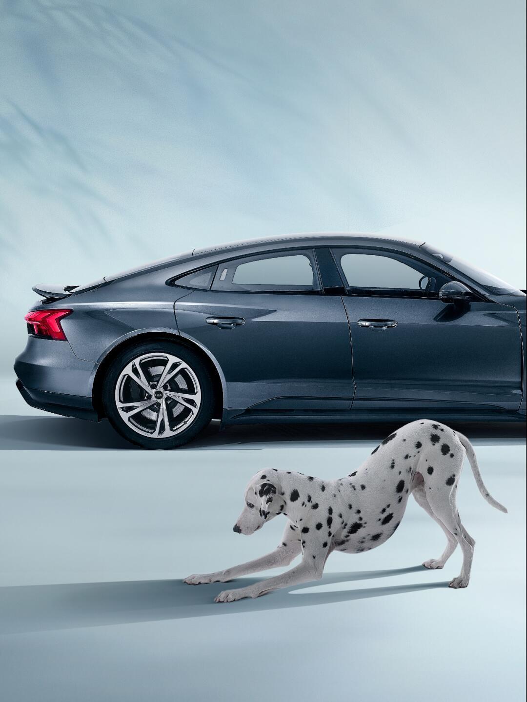 春天和小狗的双向奔赴_奥迪e-tron gt社区_易车社区