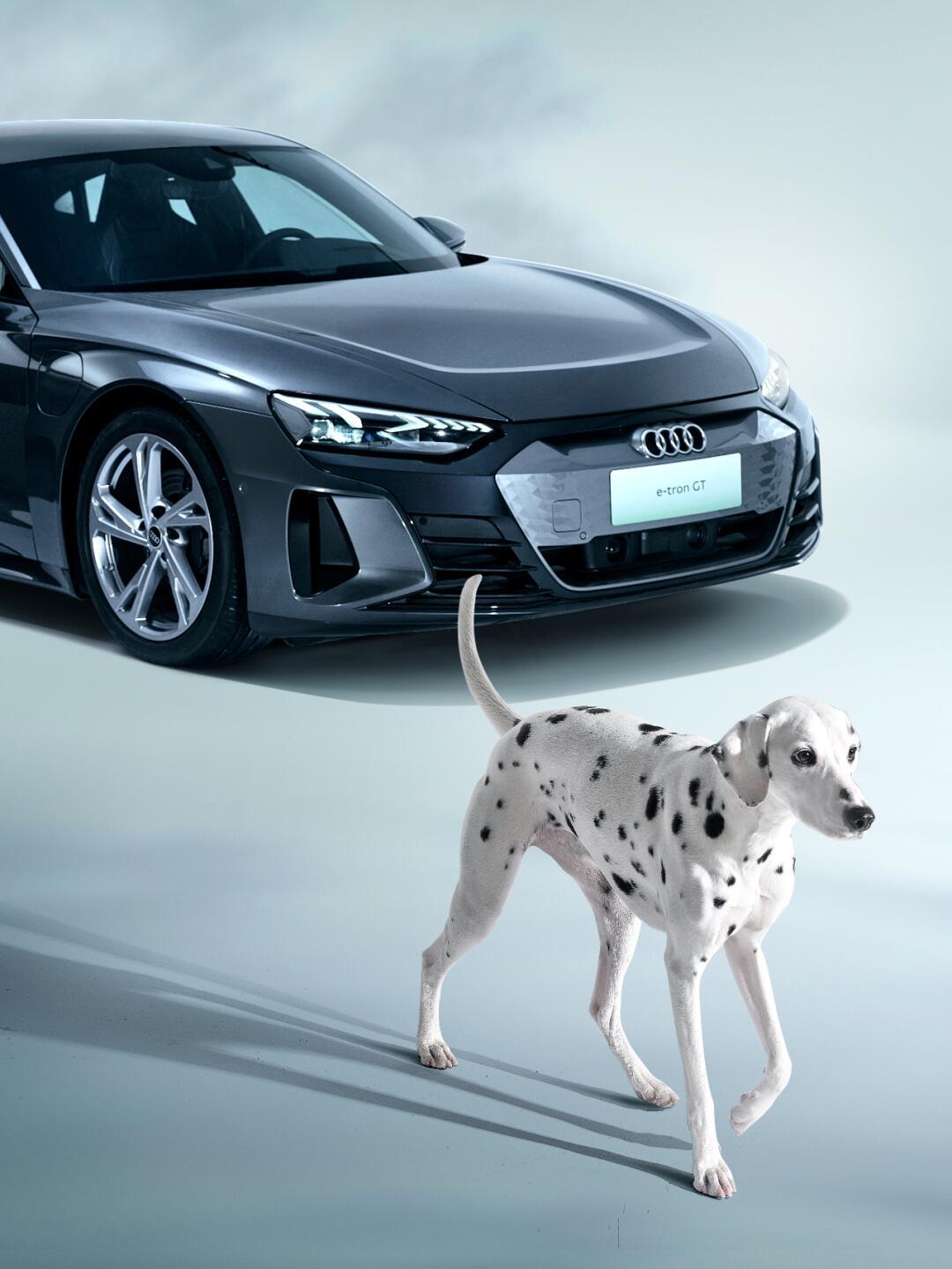 春天和小狗的双向奔赴_奥迪e-tron gt社区_易车社区