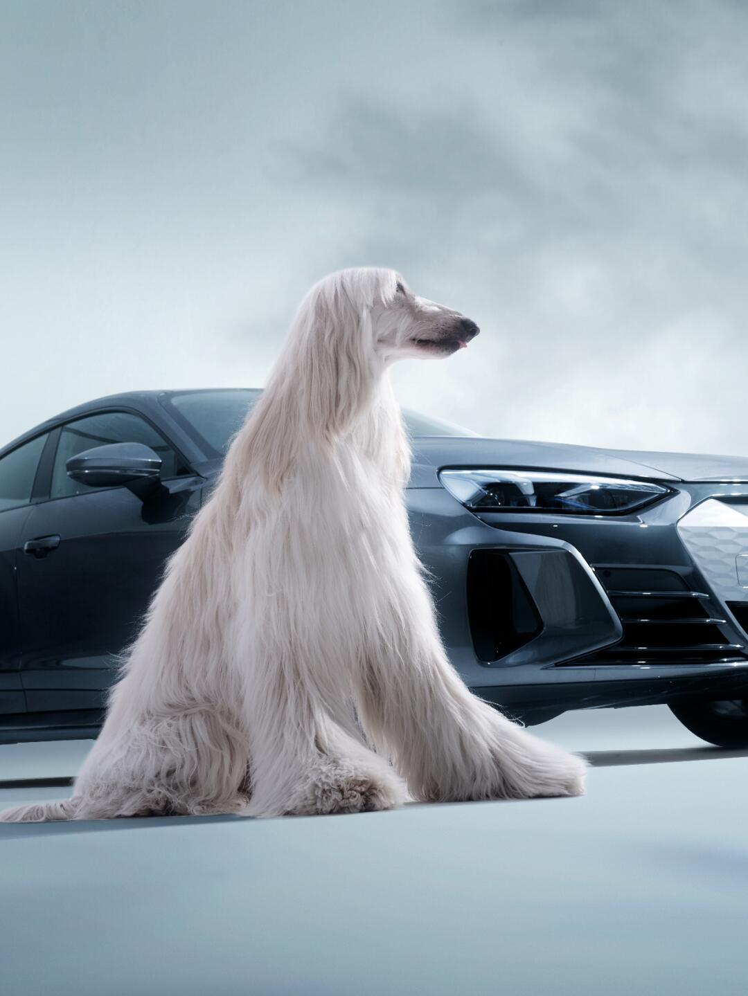 春天和小狗的双向奔赴_奥迪e-tron gt社区_易车社区