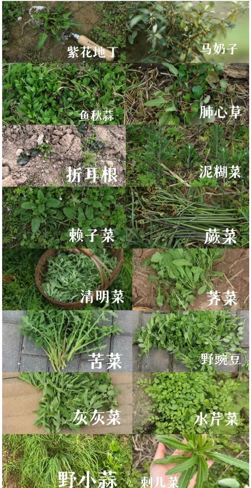 开着缤果去采野菜了_五菱缤果社区_易车社区