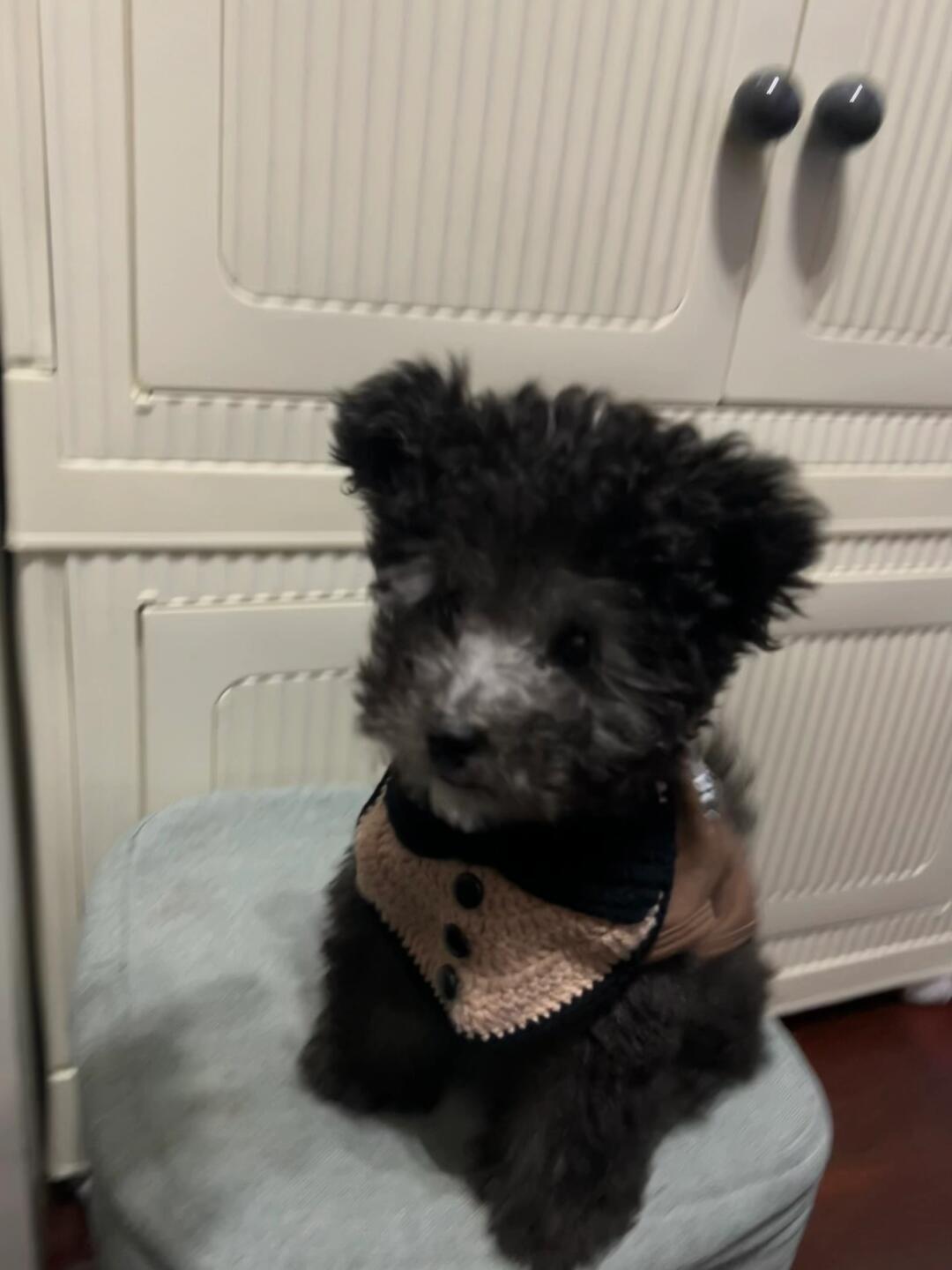 一只谁抱都不闹的小灰泰迪_汽车杂谈社区_易车社区