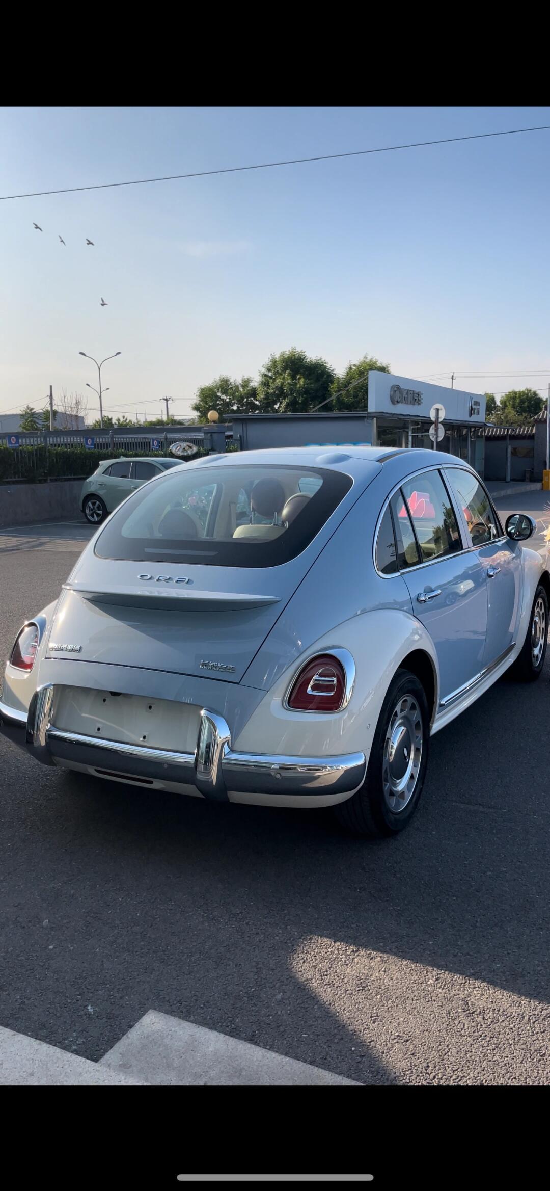 绝美欧拉芭蕾猫,时尚与经典的完美