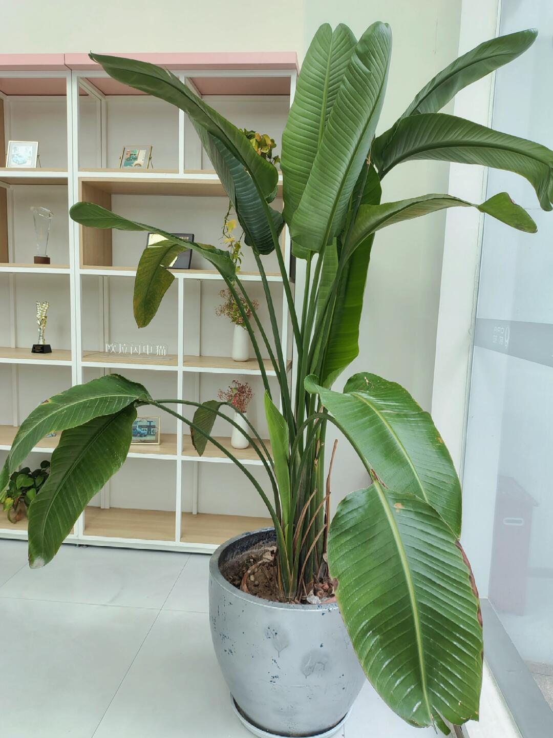 欧拉好猫"奶油绿"绝绝子,一眼就爱上了.