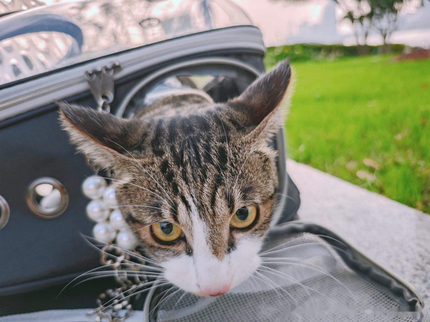 豪横的很,一出去成了缩头小猫,不是躲包里就是钻在怀里,这个小小贼猫