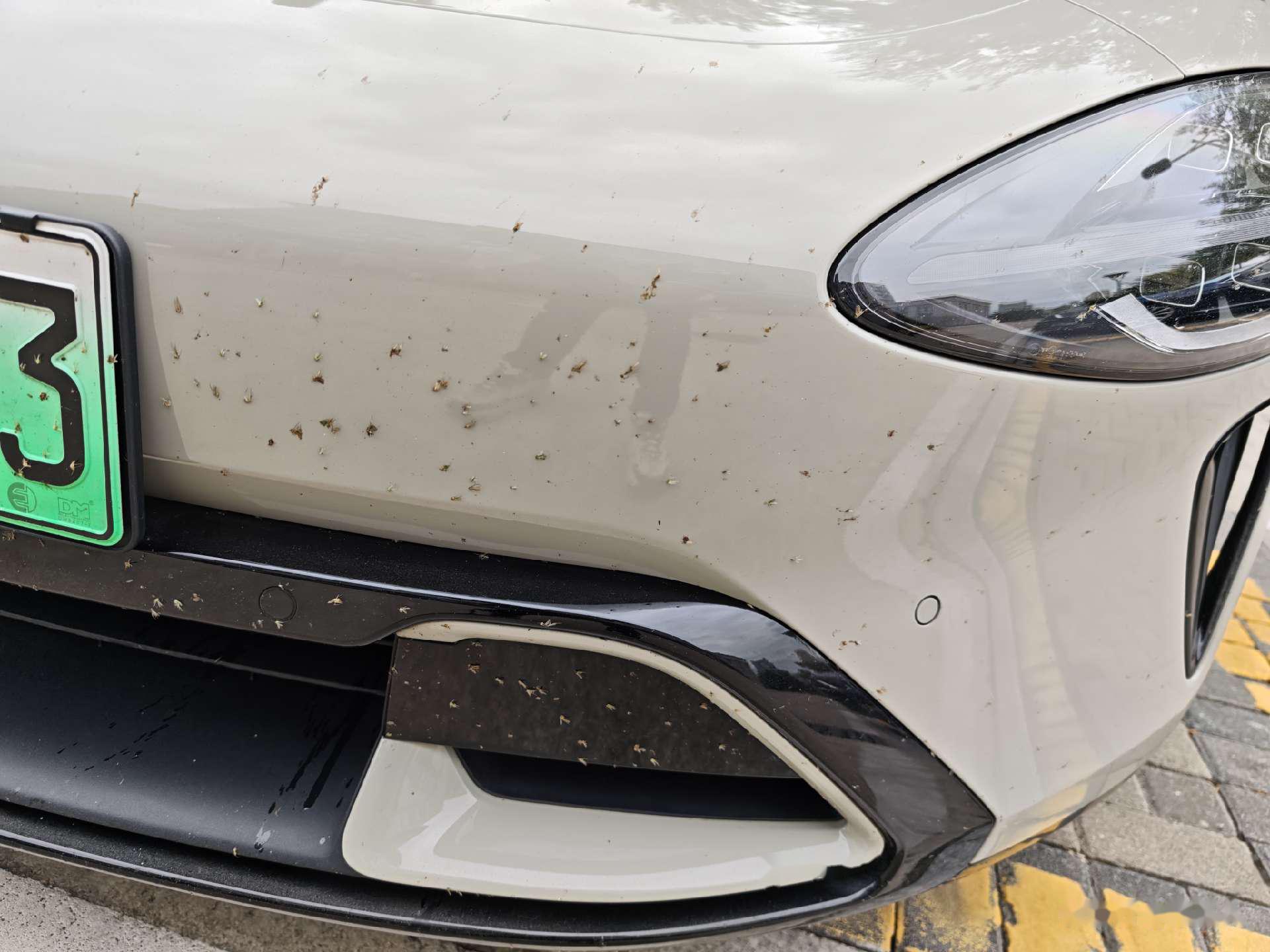 夜间高速虫子真多,又跑完一段高速,虫师遍野