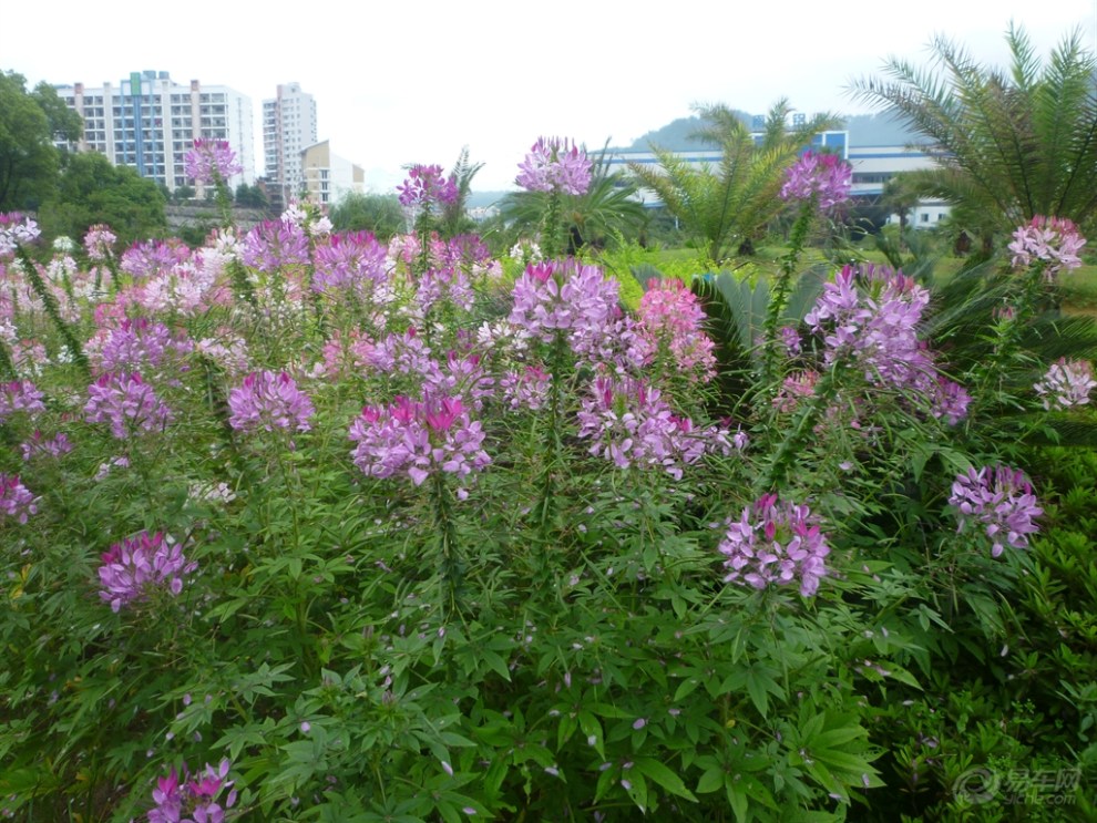 發幾張玉屏公園拍的花草