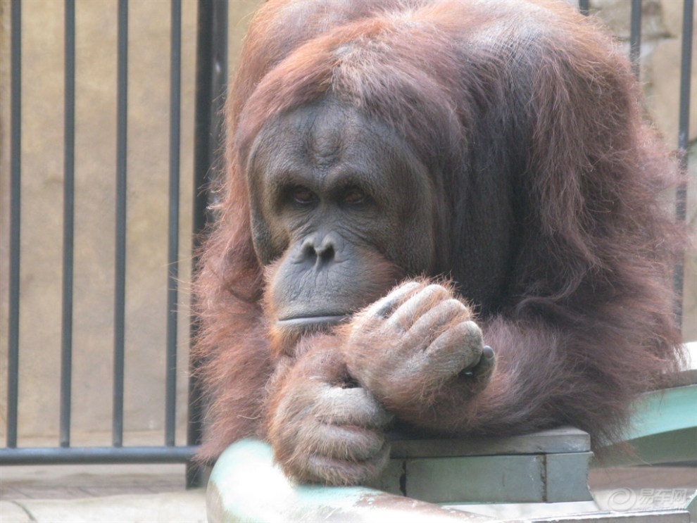 【宠物随手拍】婆罗洲猩猩