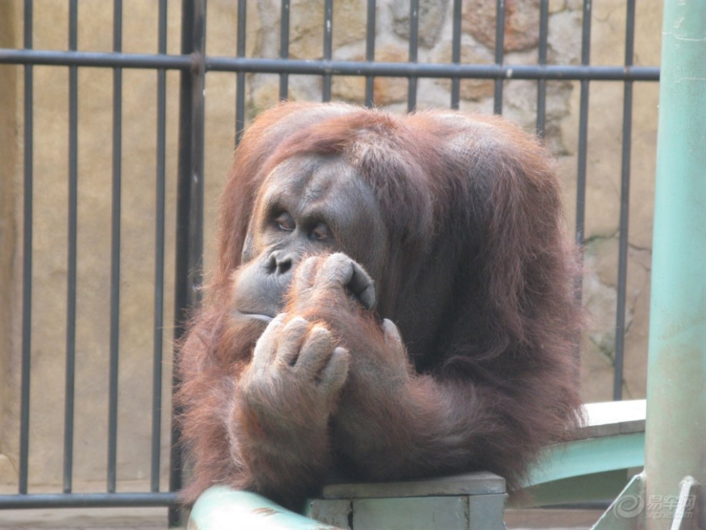 【宠物随手拍】婆罗洲猩猩