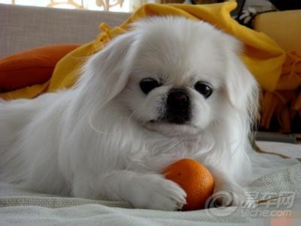 【每日一犬】京巴