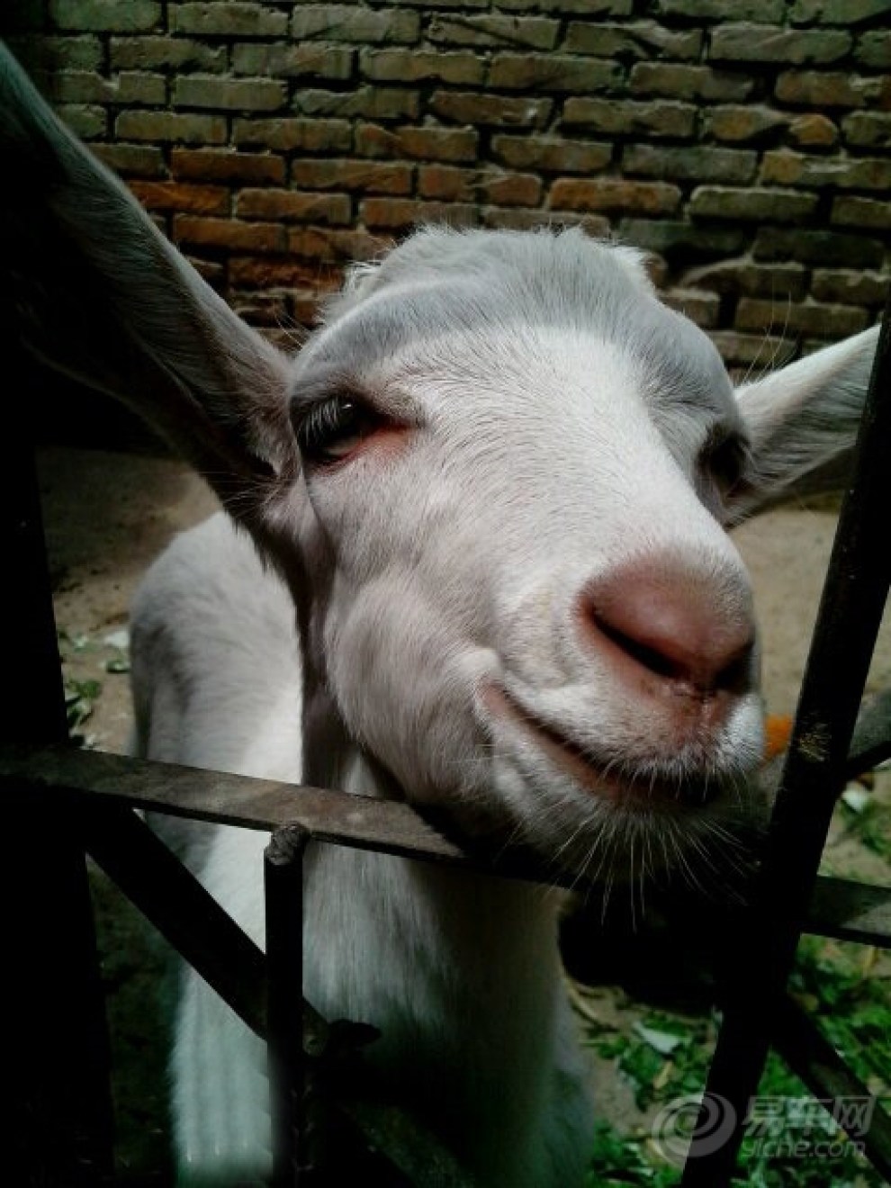 【萌萌的小绵羊.】_宠物当家论坛图片集锦_汽车论坛-易车网