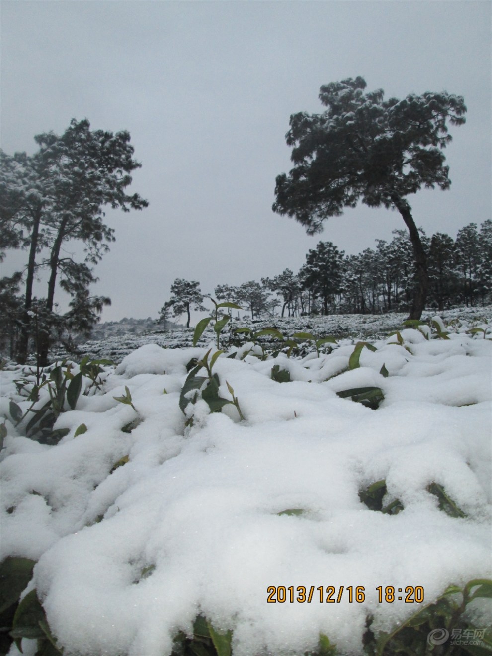 新鲜出炉:高山,古木,茶园,雪景!~.