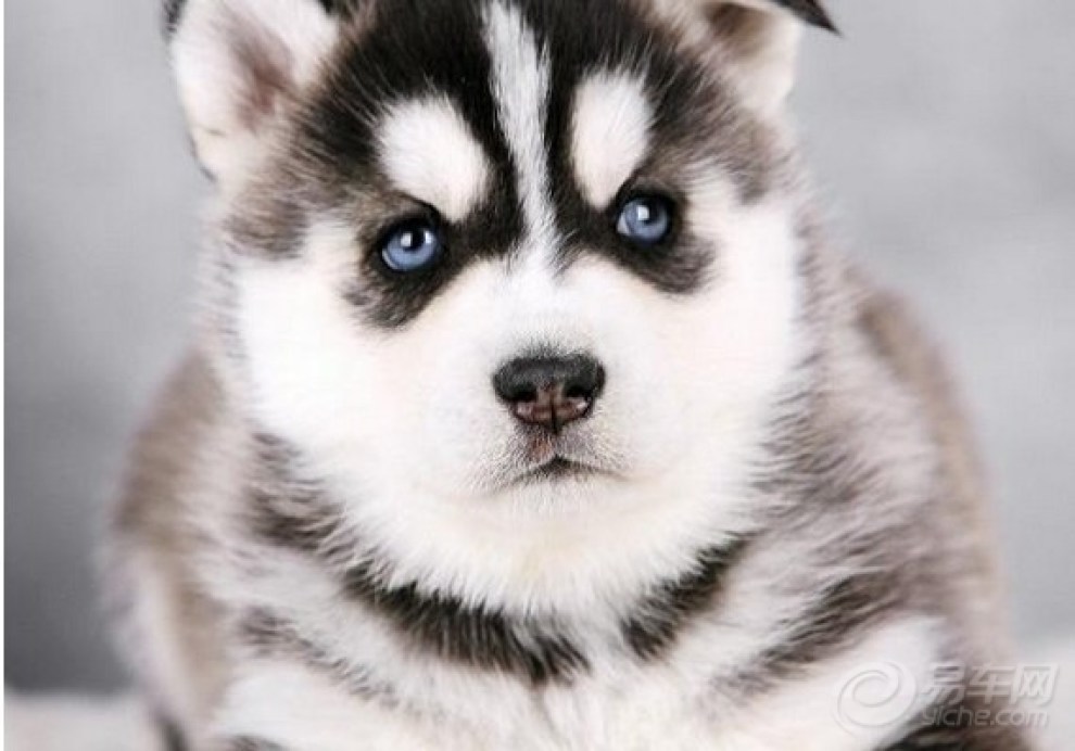 超萌小哈大集合